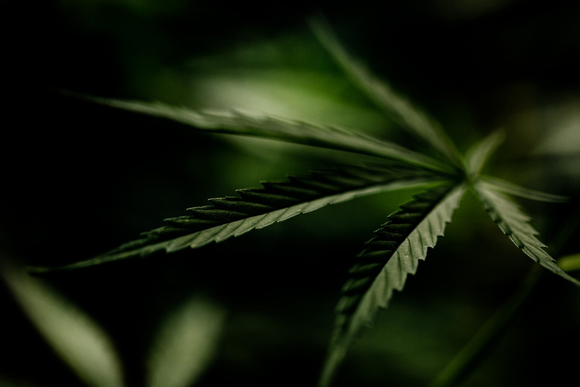 Harnessing Hemp: The Multifaceted Benefits of a Misunderstood Plant