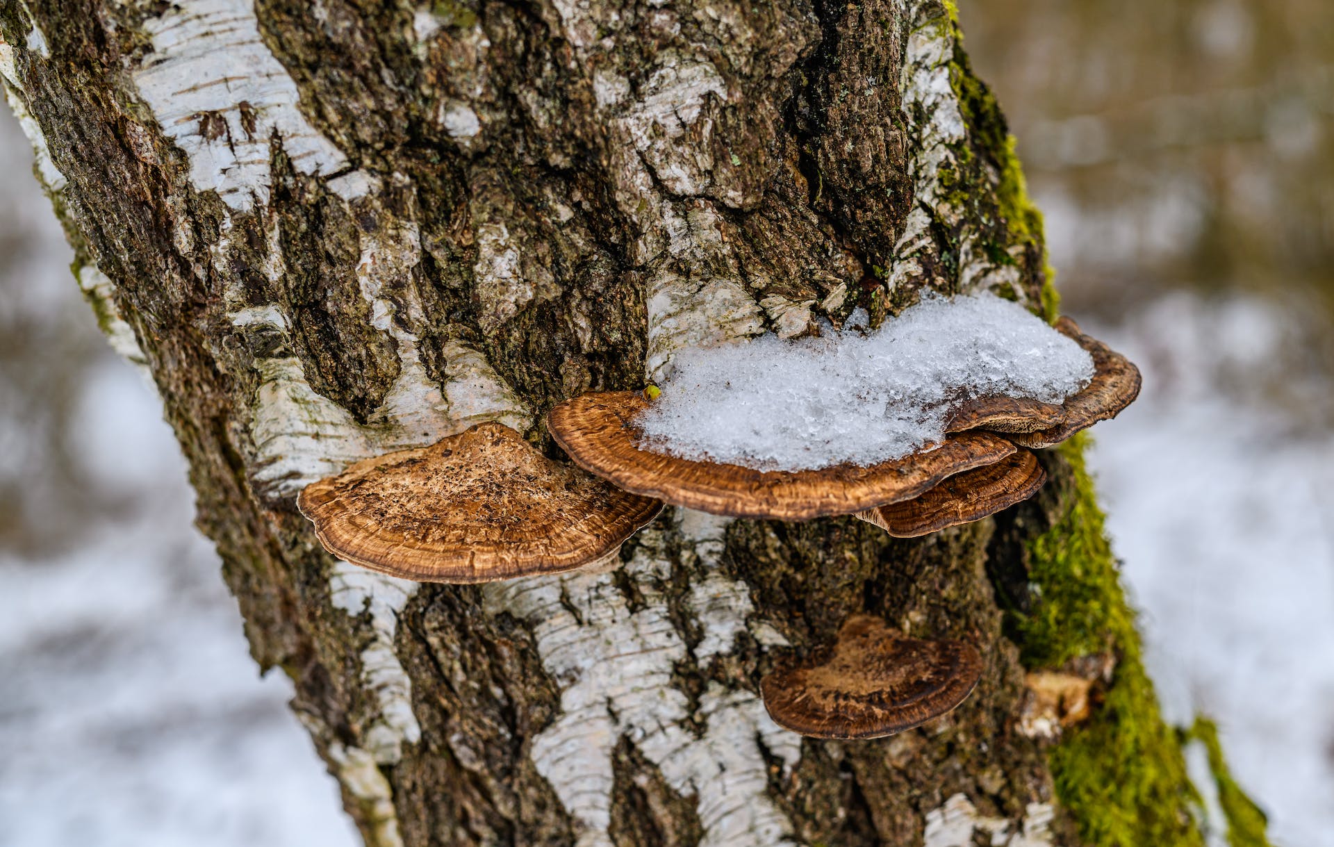 Unveiling the Forest's Secret: The Health Benefits of Birch Chaga